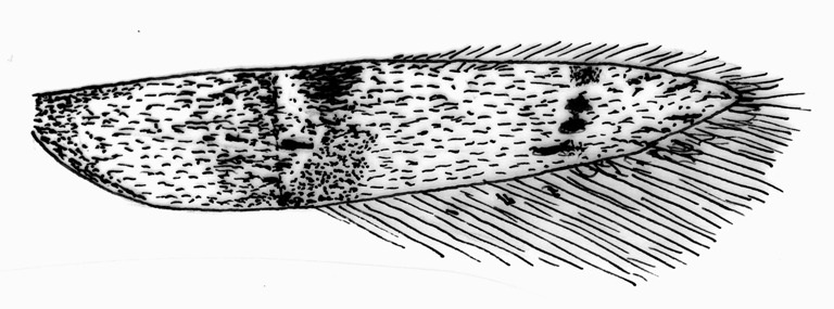 Voorvleugel van Blastobasis phycidella (Blastobasidae).